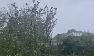 Storm Ciaran destroys beloved apple tree