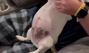 Shark Costume Puts Dog In Character