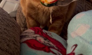Cat Gags At Zucchini Pizza