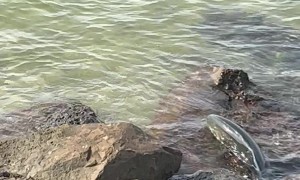 Dolphins Corner Fish On Rocks