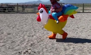 Barrel Racing Chicken