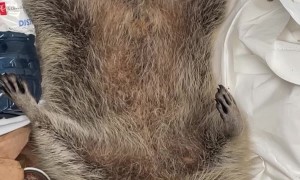 Raccoons Feel On Top Of The World