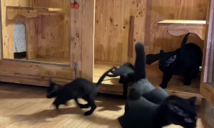 Bat Cats Fly Away From Enclosure