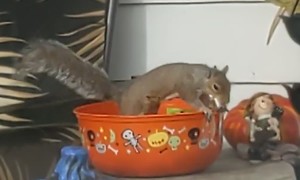 Squirrel In Halloween Candy Bowl