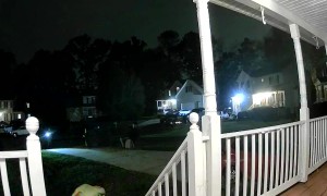 T-Rex Can't Reach Candy