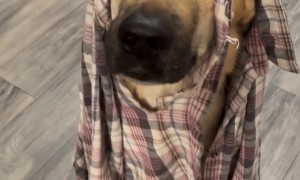 Kangal Chewed Through Shirt