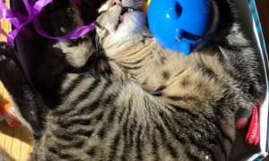 Catnip Cat Nap On Toy Box