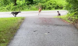 Dogs Interact With Doe