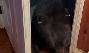 Wild Bear Shares Tender Moment With Woman