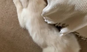 Introducing a Golden Retriever to His New Little Brother