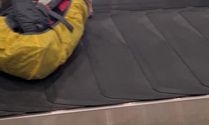 Bomb-Sniffing Dog Patrols the Baggage Claim