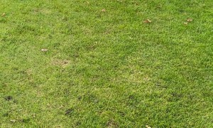 Playful Puppy Topples Owner