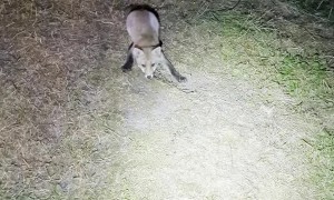 Fox Kit Plays Ball With Cat