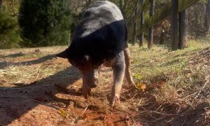 Sissy The Dog Chases Water