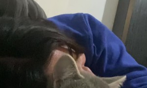 Cat Sounds Like a Retro Video Game