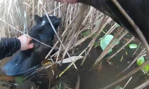 Officers rescue dog from freezing water