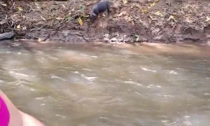 Little Pig Jumps Into River to Join the Party