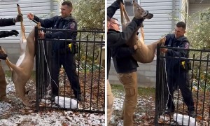 Police rescue deer stuck in fence