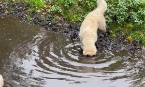 Golden Puppies Can't Resist Mud Puddle