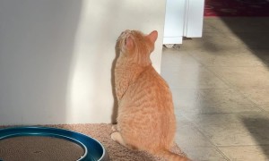 Cat Does Battle With Mysterious Shadow Monster