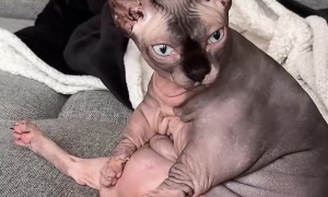 Hairless Cat Cleans Herself