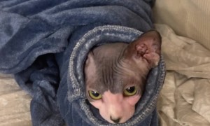 There's A Worm In The Blanket