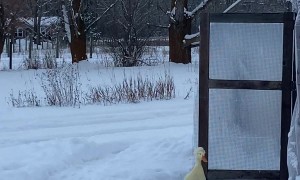 Pet Duck Is Not Impressed by Winter