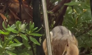 Chipmunk Stuffs Her Face