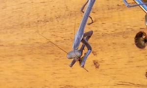 Praying Mantis Catches Bees