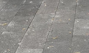 Pug Shows Off His Super Costume