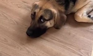 Dog Helps With Bathroom Renovations