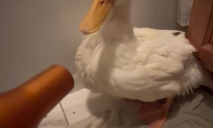 Blow Drying a Duck After Bath Time