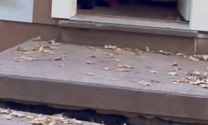 Bear Wanders In Through Open Door