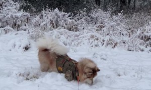 Shrew Escapes Dog's Capture