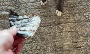 Pup Afraid To Eat His Treat