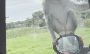 Monkeys Attack Car During Drive-Through Safari
