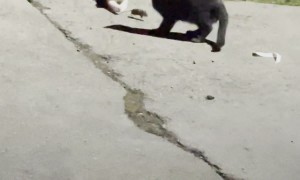 A Game Of Cat And Mouse