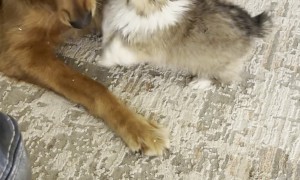 Patient Golden Plays With Crazy Corgi Puppy