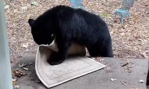 Bear Cub Swipes A Rug