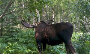 Moose Yoga In The Woods