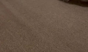 Dog Is Ecstatic to Be Reunited With College Student