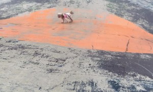 Dog Makes Her Own Fun at the Park
