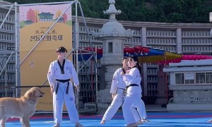 Golden Retriever Wants to Be a Part of Taekwondo Demonstration