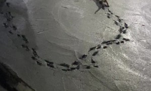 Cat Leaves Paw Prints on Wet Cement