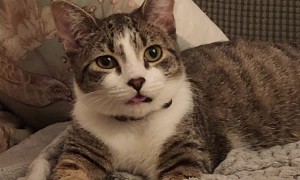 Kitten Does Silly Tongue Wiggles at the Camera