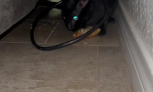 Cat Loves Him Some Egg Roll