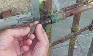 Freeing a Small Lizard Stuck in a Pipe
