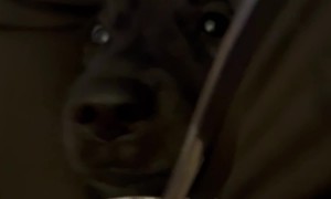 Pets All Stare Impatiently For Ice Cream