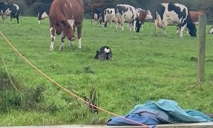 Dog Shows The Cows Who They're Up Against