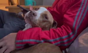 New Owners Discover Dog's Name